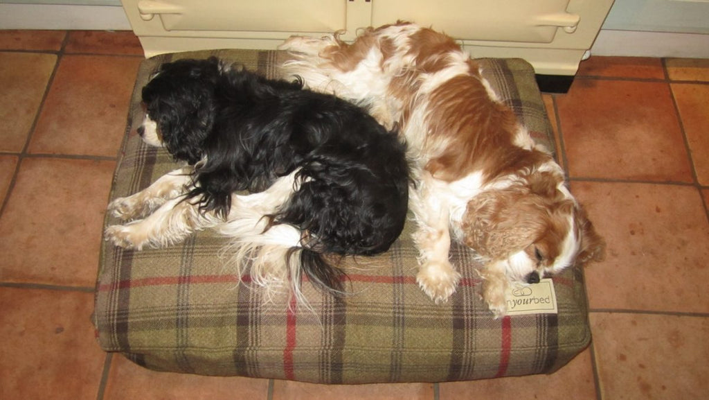 IT WAS LOVE AT FIRST SIGHT!